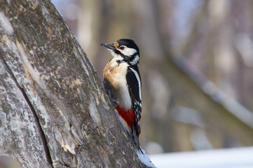 Great spotted woodpecker sits on a tree trunk in the forest park, hold tightly with claws.