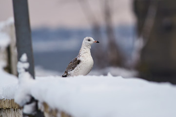 Common gull sits in the snow on the concrete fence of the city embankment.