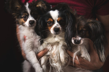 Dogs papillion in hand