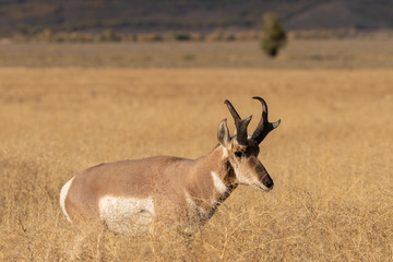 Pronghorn Antelope Buck in Fall