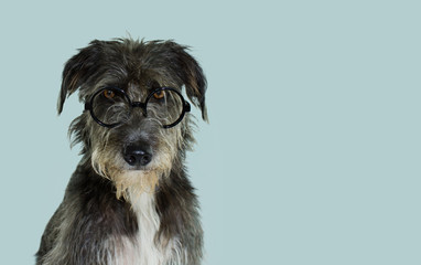 PORTRAIT OF A BLACK MIXED BREED DOG WITH SERIOUS EXPRESSION WEARING GLASSES. ISOLATED AGAINST...