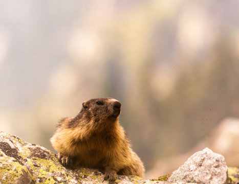 Marmotte