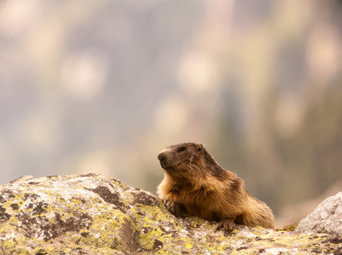 Marmotte