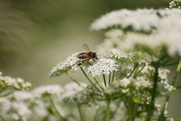 Biene auf Wiesen-Kerbel / Bee on meadow chervil