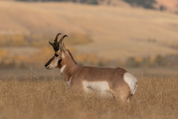 Pronghorn Antelope Buck in Fall