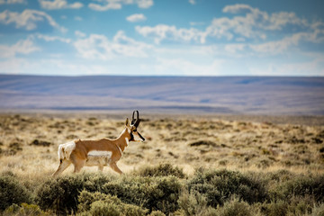 Wyoming Red Desert Pronghorn Antelope
