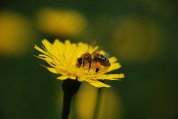 Bee on dandelion