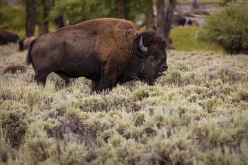 Bison in the Lamar Valley of Yellowstone National Park
