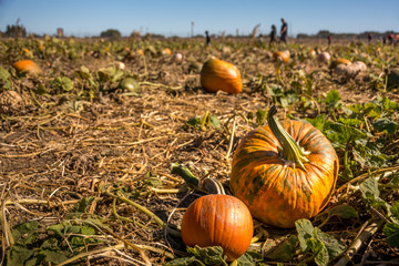 pumpkins in the field