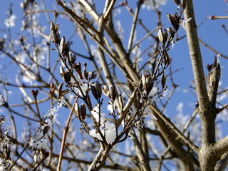  branches d'un arbre en hiver parcemées de neige fondante sous un ciel bleu lumineux