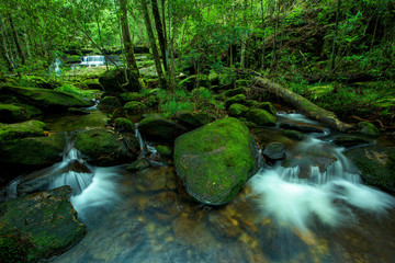 Beautiful stream in green forest