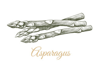 Asparagus sketch hand drawing. 