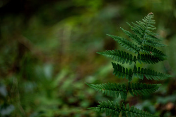 fern in forest