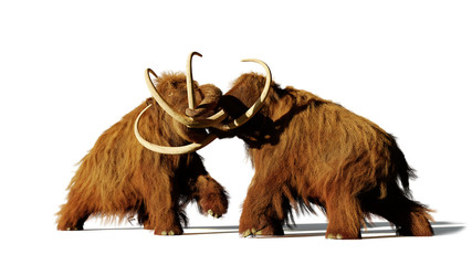 woolly mammoth bulls fighting, prehistoric ice age mammals isolated with shadow on white background (3d rendering)