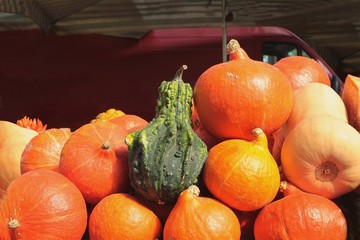 pumpkins as wholesome vegetable 