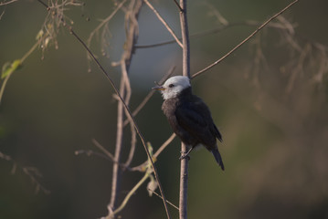 freirinha (Arundinicola leucocephala) White-headed Marsh Tyrant