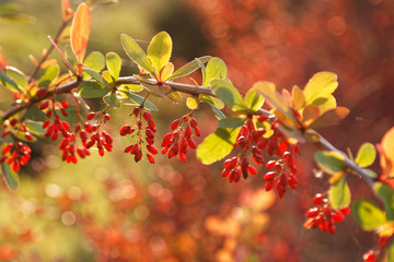 Fototapeta premium Barberry (Berberis thunbergii) bush in the rays of the setting sun