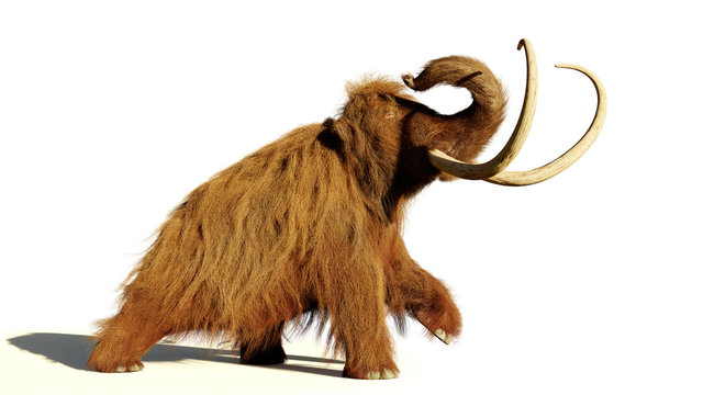 woolly mammoth, walking prehistoric mammal isolated with shadow on white background (3d illustration)