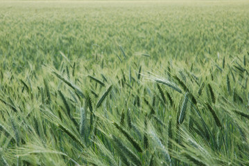 wheat field / Weizenfeld