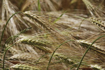 wheat field / Weizenfeld