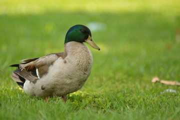 Naklejka na ściany i meble duck on the grass