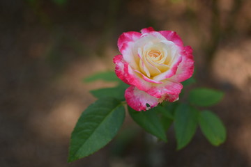 pink rose in garden