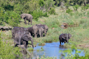 Elefantenherde Krüger National Park Südafrika
