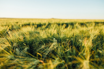 Fototapeta premium Growing crops