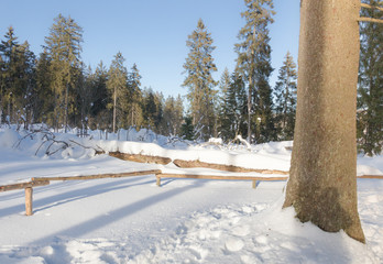 Winter im Harz / Oberharz