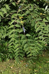 Fototapete Lila decaisnea Fargesii Franch. tree with lila husks fruits 