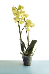 Naklejka na ściany i meble yellow orchid phalaenopsis close up