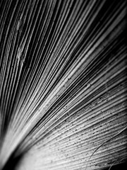 Black and white macro close up image of leaf with textured straight lines