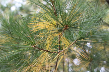 pine turning colors