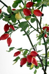 red fruits of wild rose as natural,healthy medicine