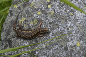 Lizard
