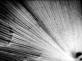 Black and white macro image of leaf with textured straight lines