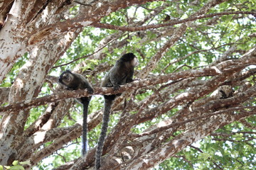 Macacos na árvore
