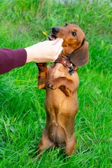 Miniature dachshund puppy with its owner. A young energetic dog is running around for a walk....