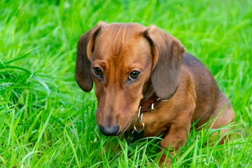 Miniature dachshund puppy with its owner. A young energetic dog is running around for a walk. Execution of commands in a game form