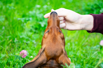 Miniature dachshund puppy with its owner. A young energetic dog is running around for a walk....