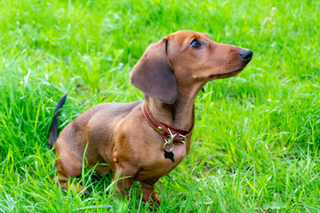 Miniature dachshund puppy with its owner. A young energetic dog is running around for a walk....