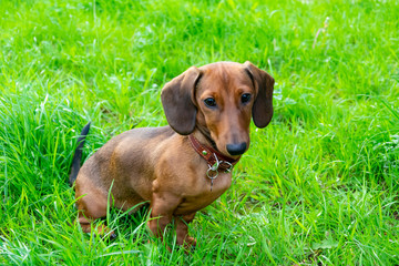 Miniature dachshund puppy with its owner. A young energetic dog is running around for a walk. Execution of commands in a game form