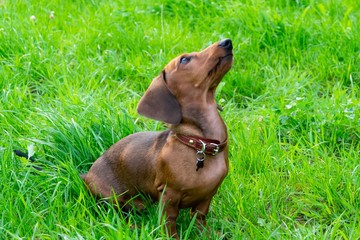 Miniature dachshund puppy with its owner. A young energetic dog is running around for a walk....