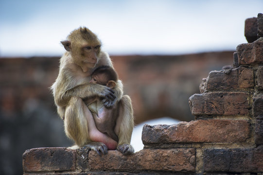 Monkey - Macaque rhesus - with child