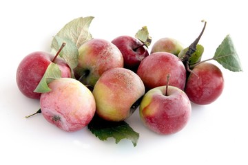 Crab apple tree and ripe fruits