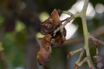 grapes dried on a branch for design background blurred