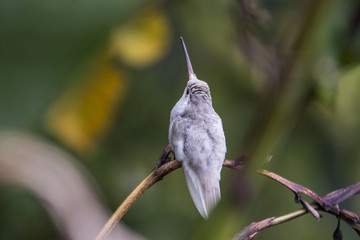 Rare Leucistic Magnificent Hummingbird Eugenes spectabilis