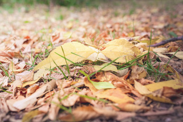 The background of the fallen autumn leaves.