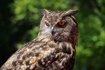 Close-up of a young Eurasian eagle-owl (Bubo bubo) -- one of the largest species of owl.