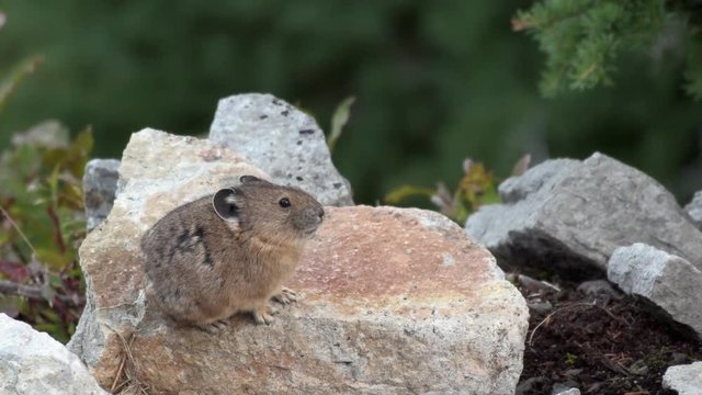 Close-up of an American Pika at sunset in northern Washington